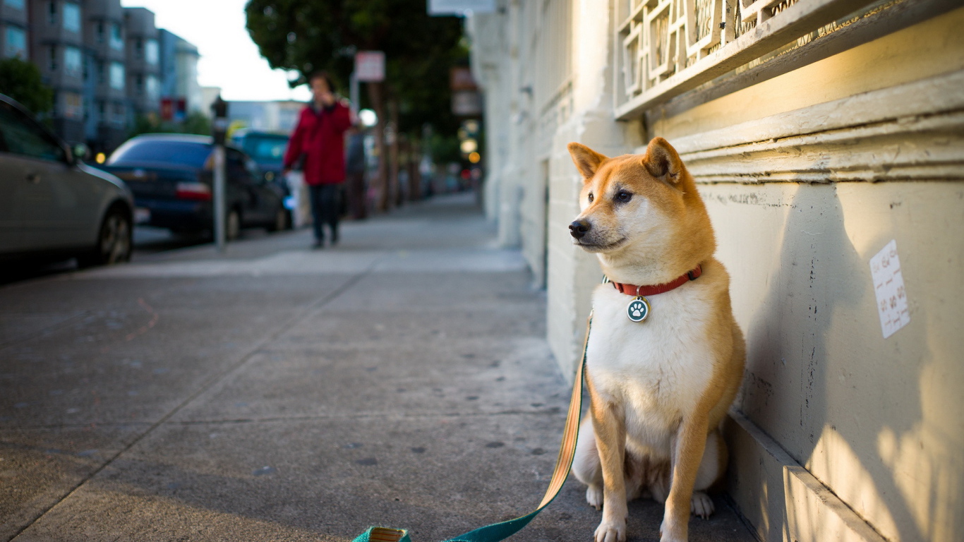 Акита-ину ждёт хозяина