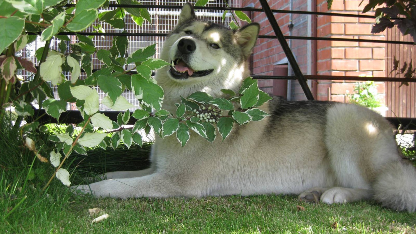 Аляскинский маламут в кустах