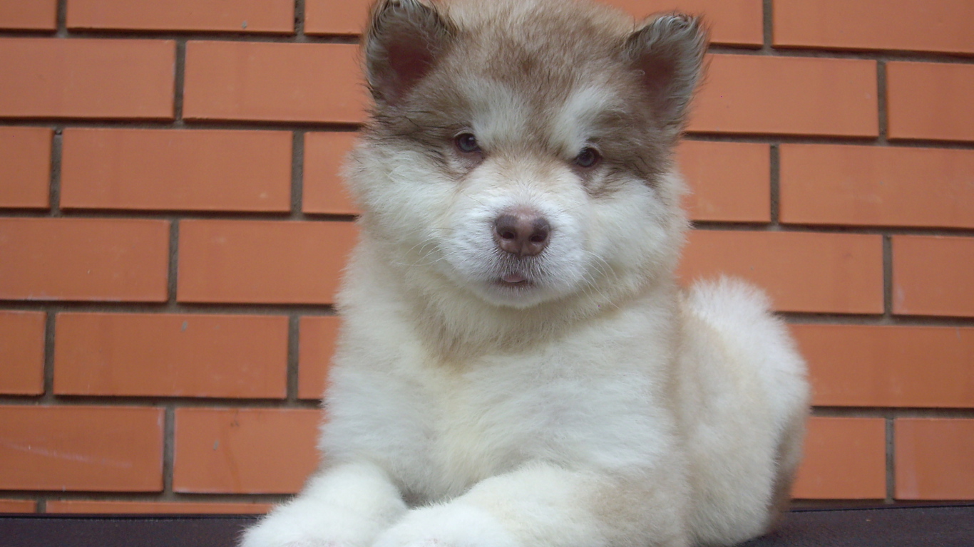 Щенок аляскинского маламута показывает язык