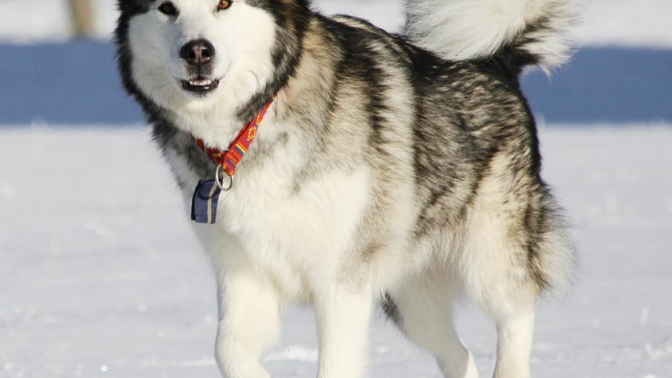 Аляскинский маламут засмотрелся