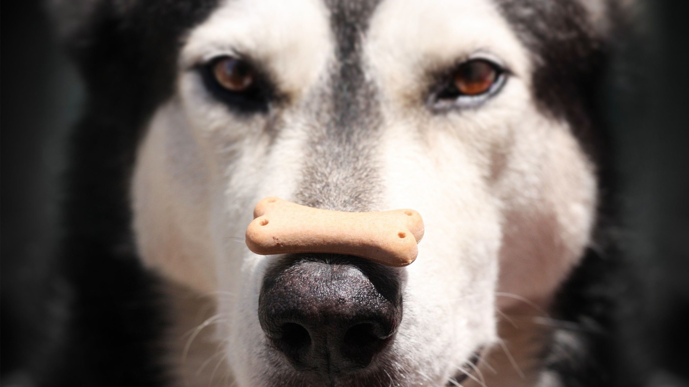Аляскинский маламут с лакомством на носу