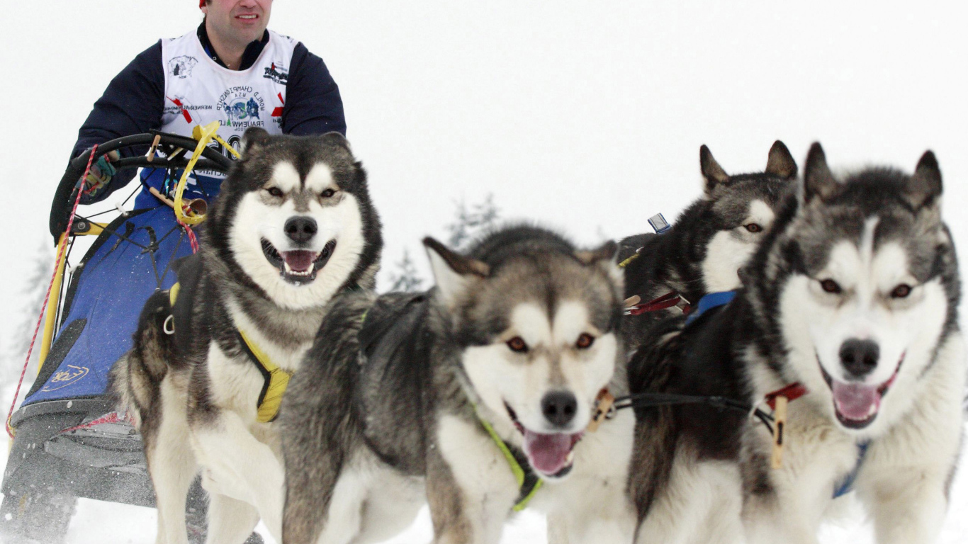 Аляскинские маламуты бегут в упряжке