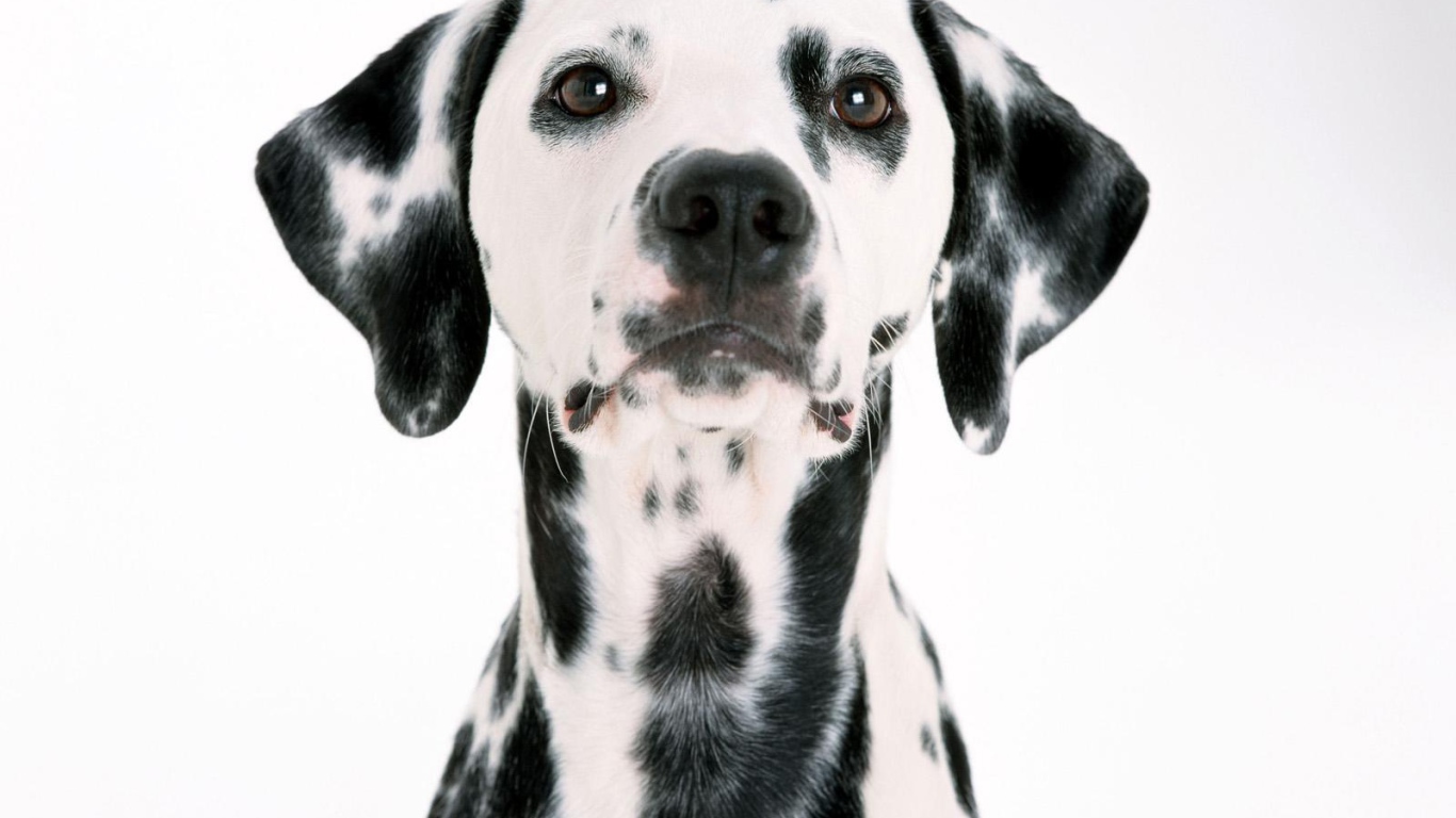 Удивительный далматин