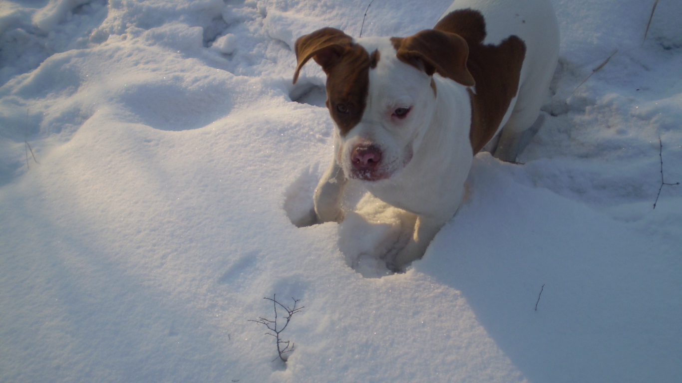 Американский бульдог играет в снегу