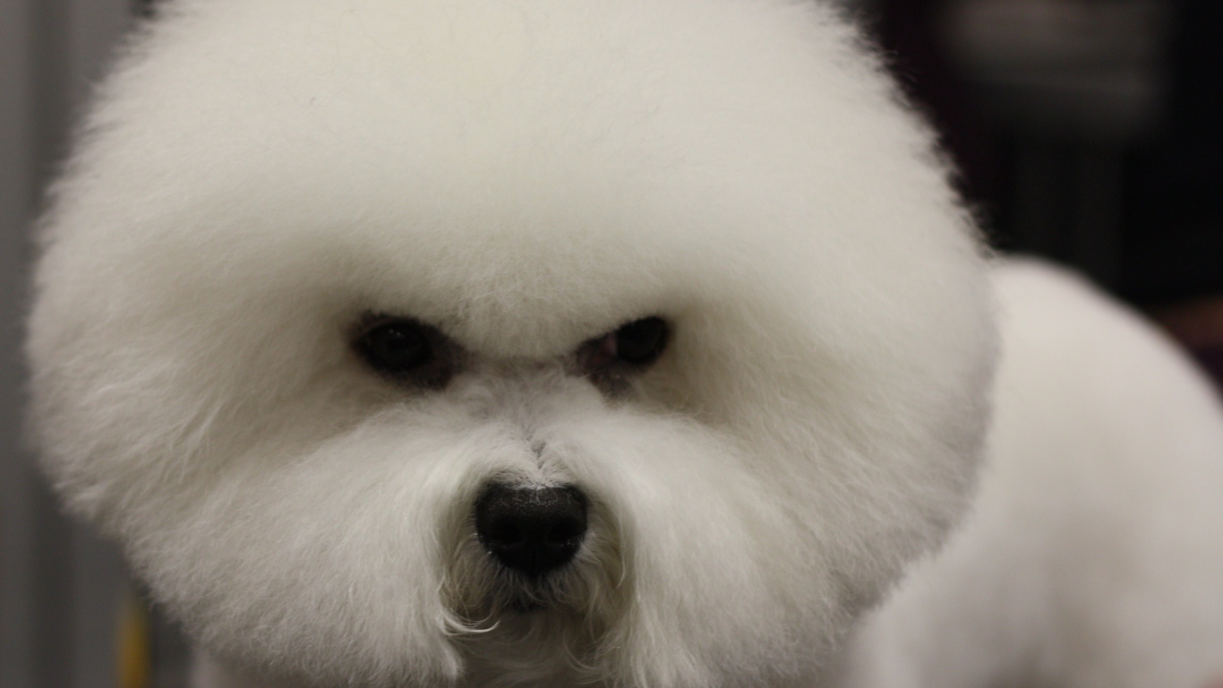 Злая собака породы бишон-фриз