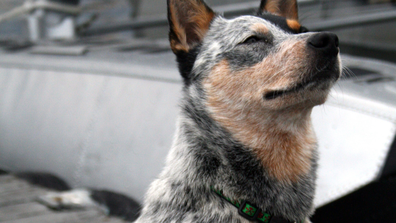 Австралийская пастушья собака щурится