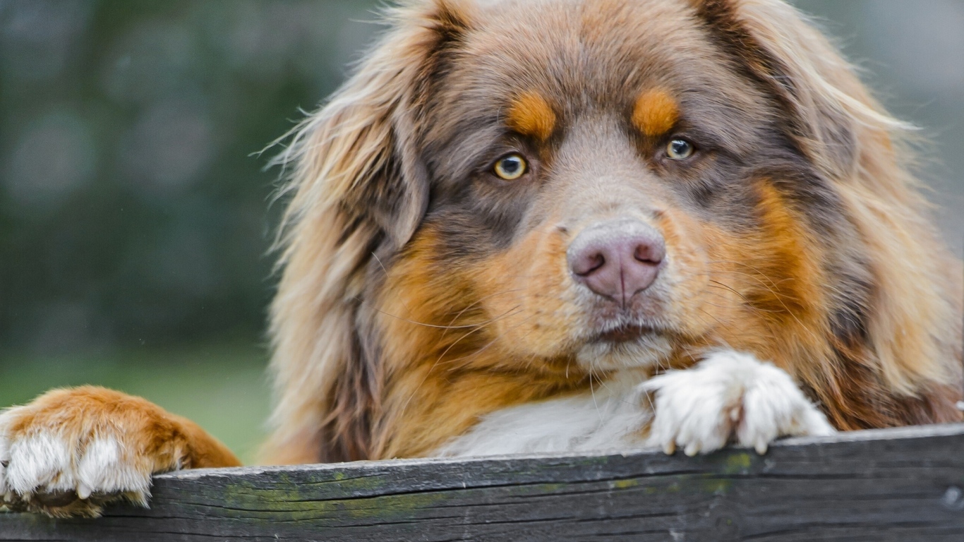 Австралийская овчарка охраняет территорию