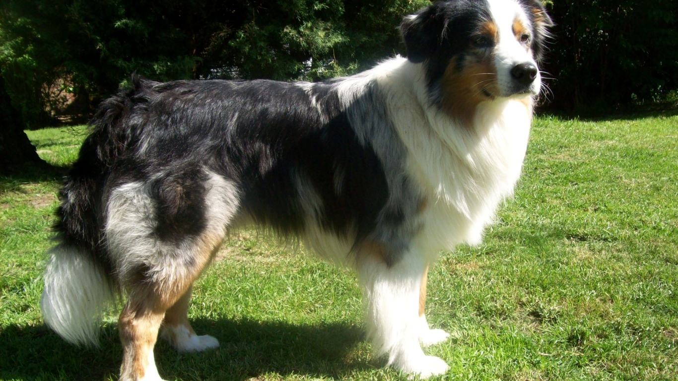 Австралийская овчарка засмотрелась