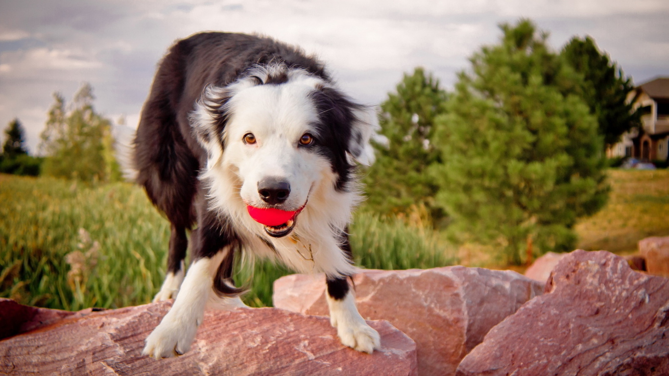 Австралийская овчарка с мячом