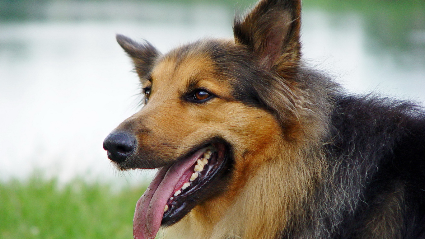 Австралийская овчарка с коричневым окрасом