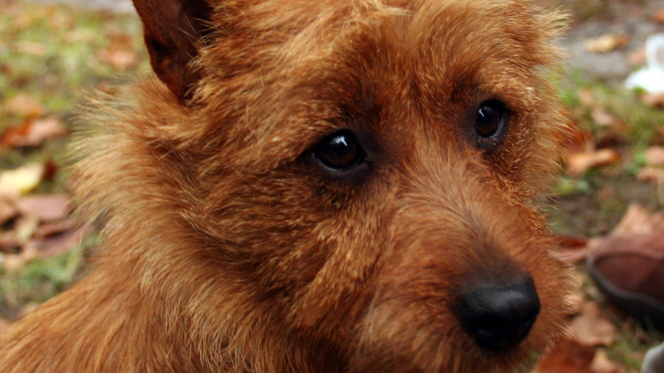 Австралийский терьер крупным планом