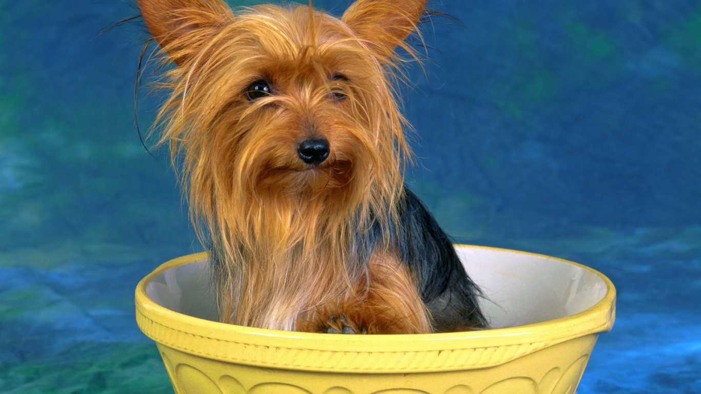 Австралийский терьер в миске
