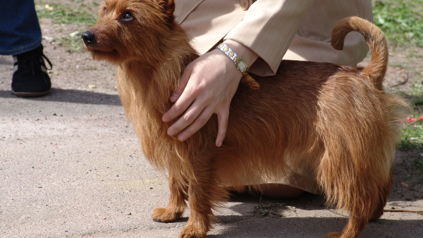 Австралийский терьер с хозяином