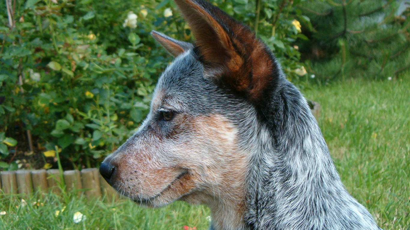 Щенок австралийской пастушьей собаки задумался