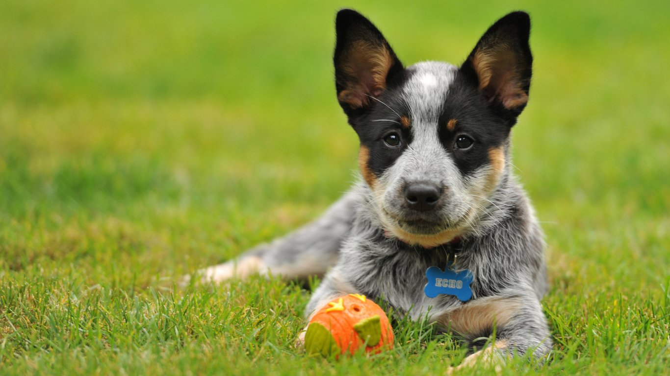 Щенок австралийской пастушьей собаки с мячом