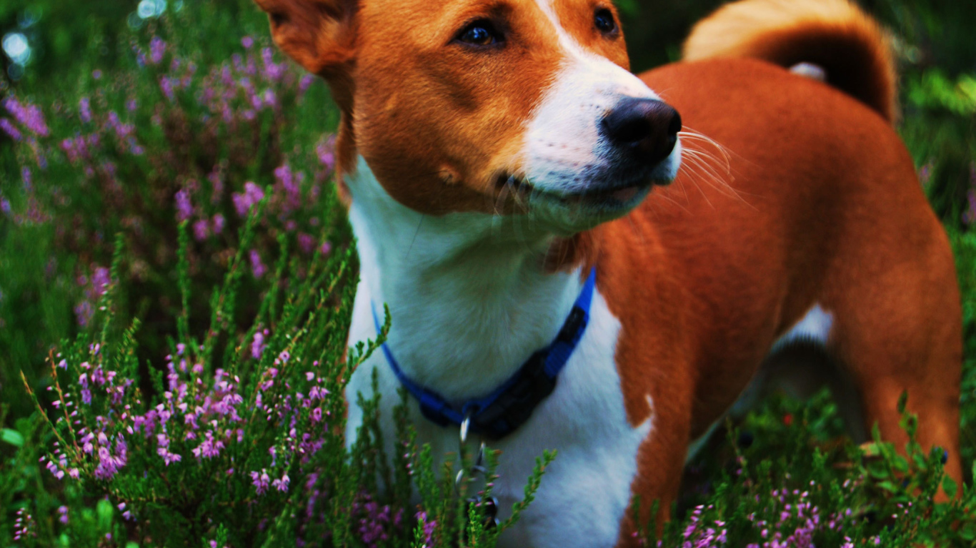 Собака породы басенджи среди цветов