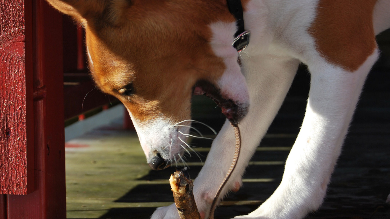 Собака породы басенджи грызёт палку