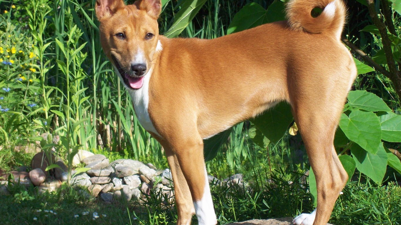 Собака породы басенджи позирует на камне