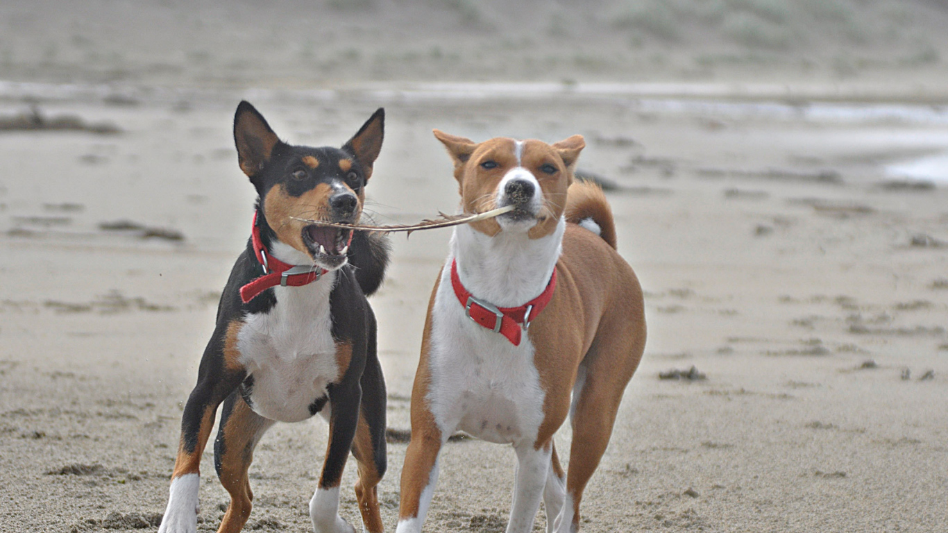 Собаки породы басенджи играют на песке