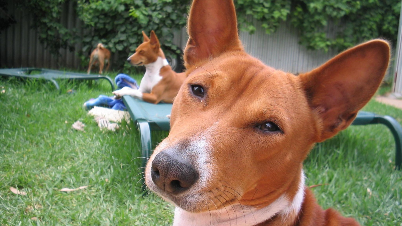 Собаки породы басенджи отдыхают во дворе