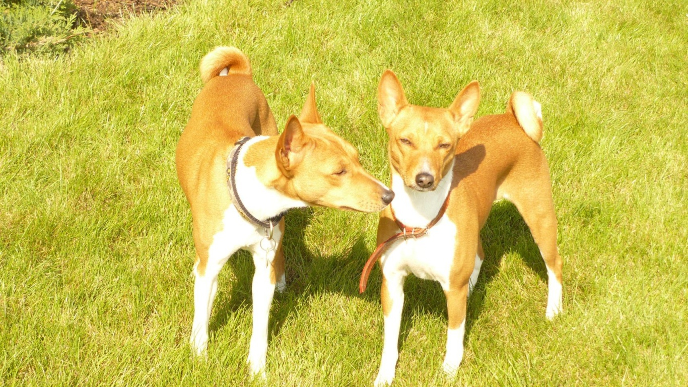 Две собаки породы басенджи на траве
