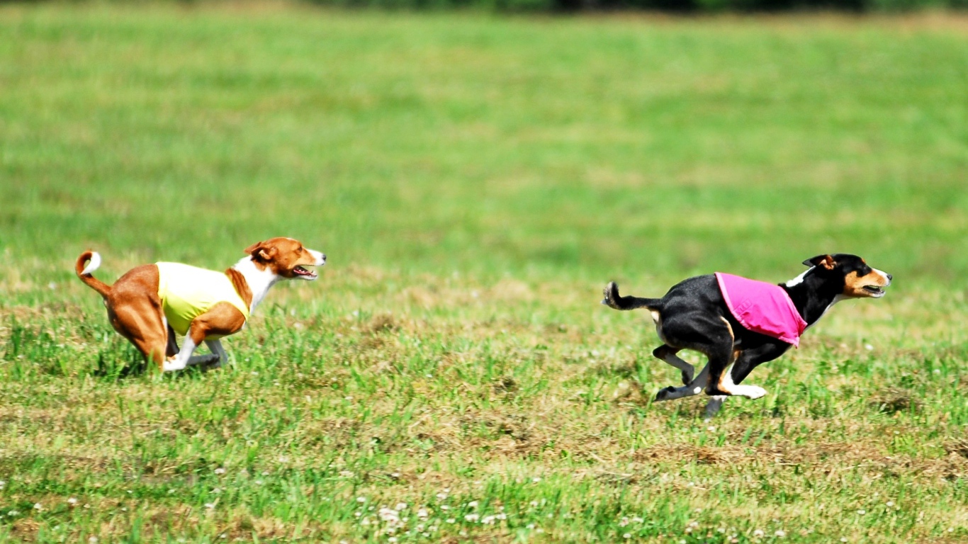 Собаки басенджи в погоне