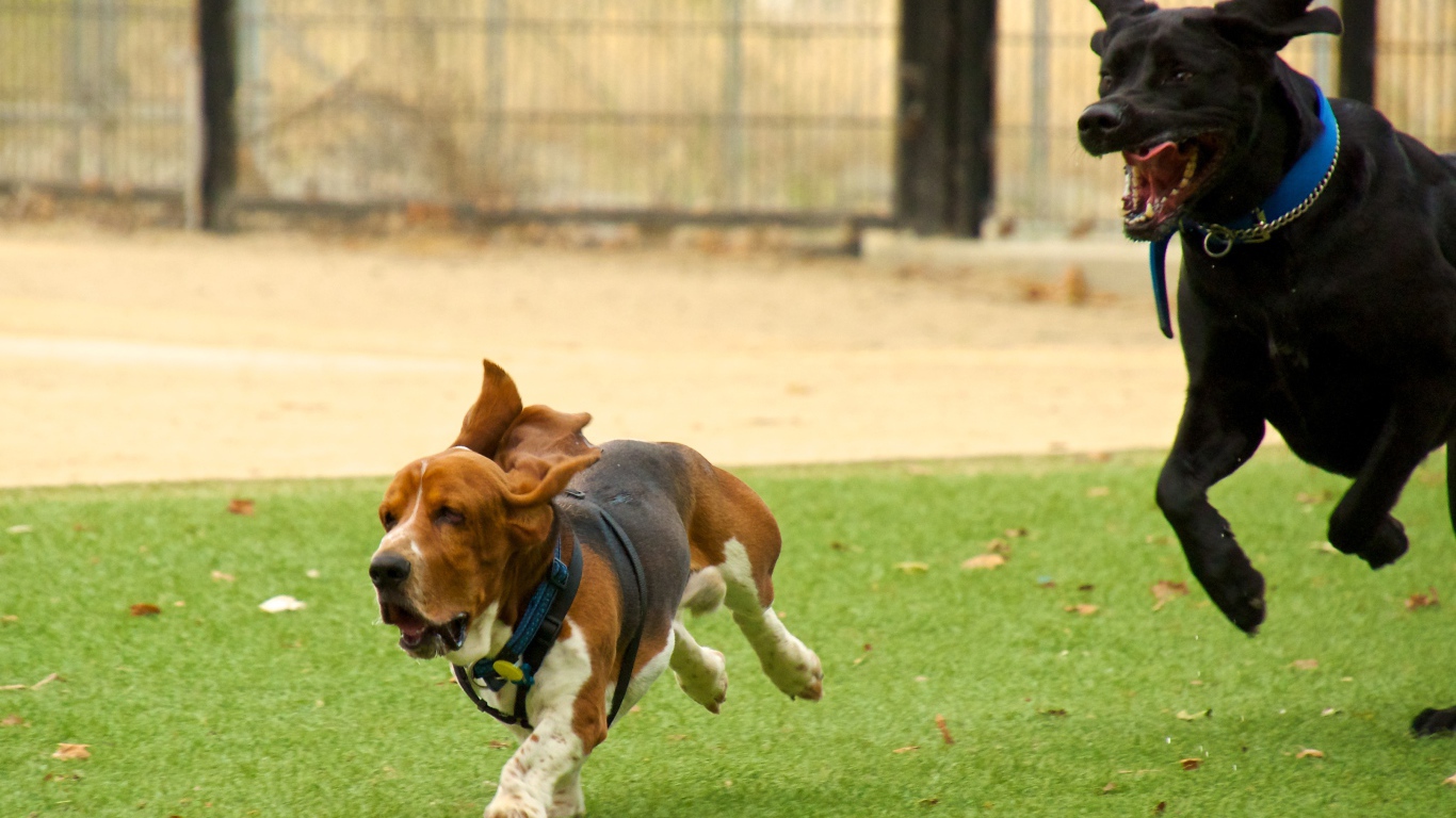 Бассет-хаунд и его друг