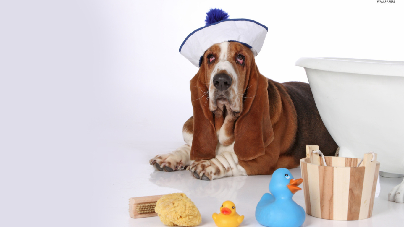 Бассет-хаунд в костюме моряка