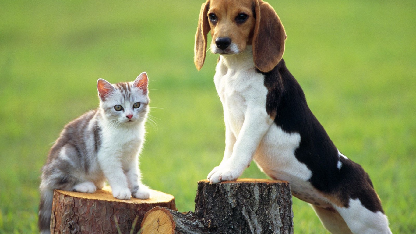 Собака породы бигль и котёнок