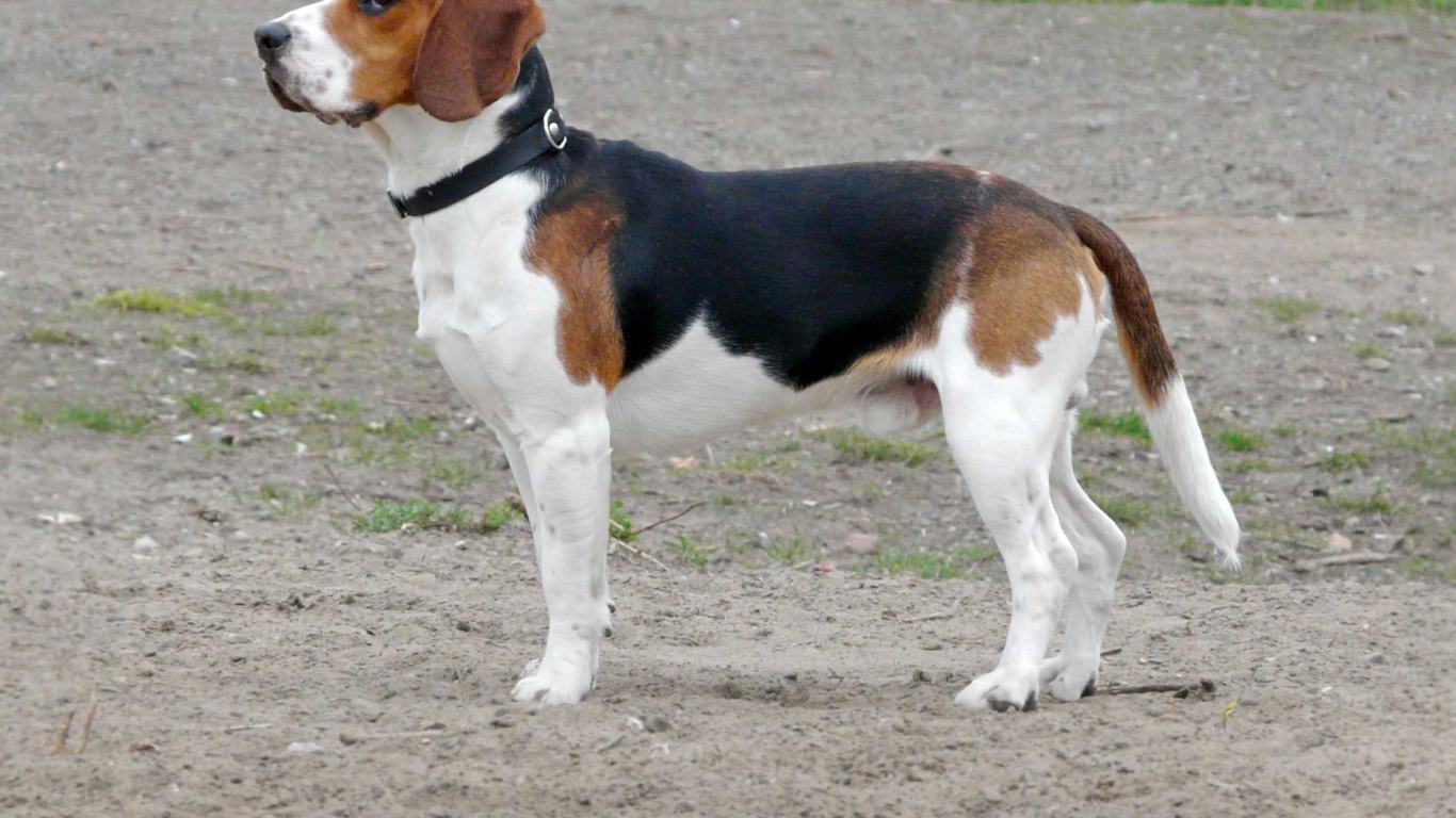 Собака породы бигль кого-то увидела