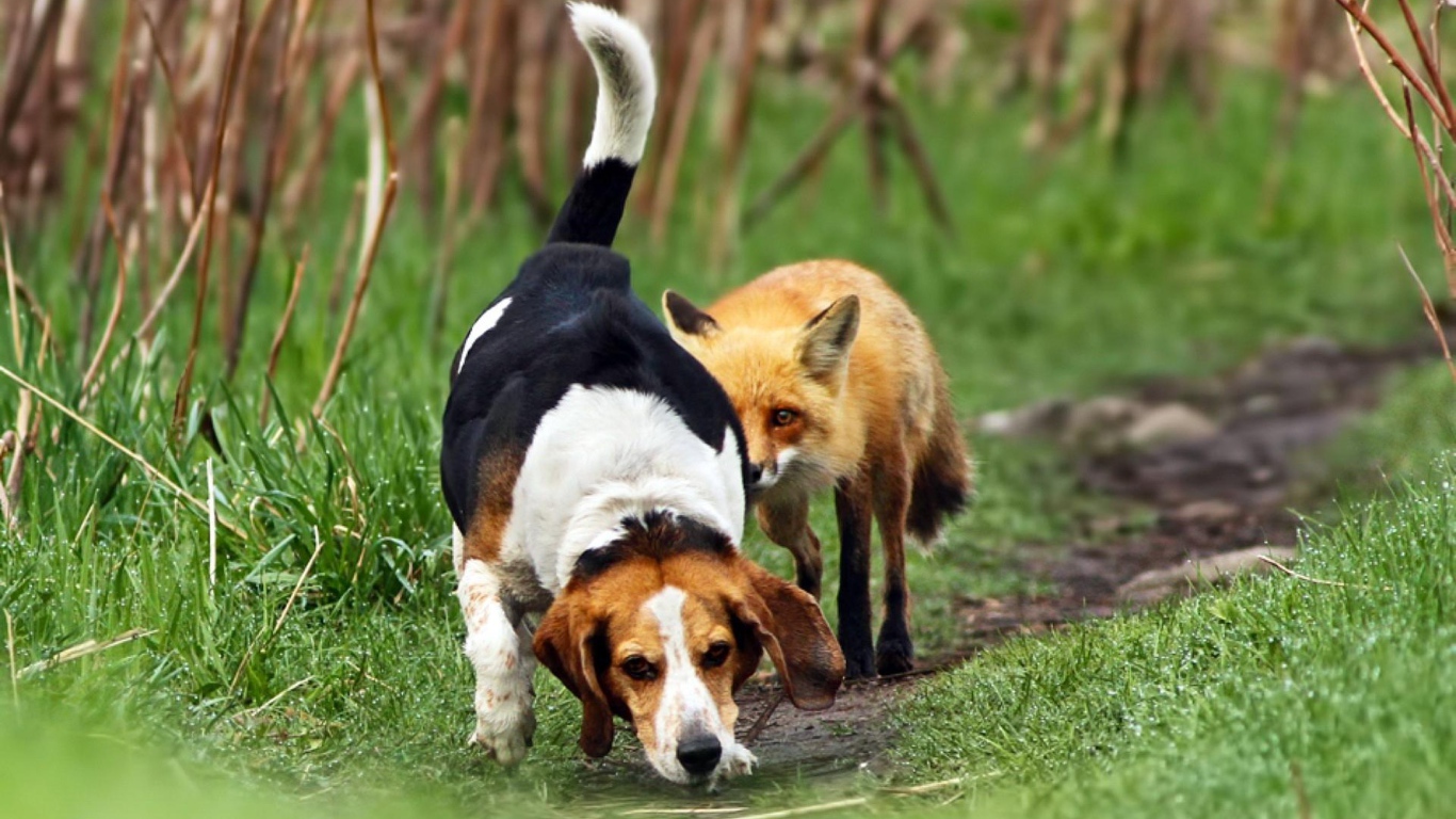 Собака породы бигль неправильно взяла след