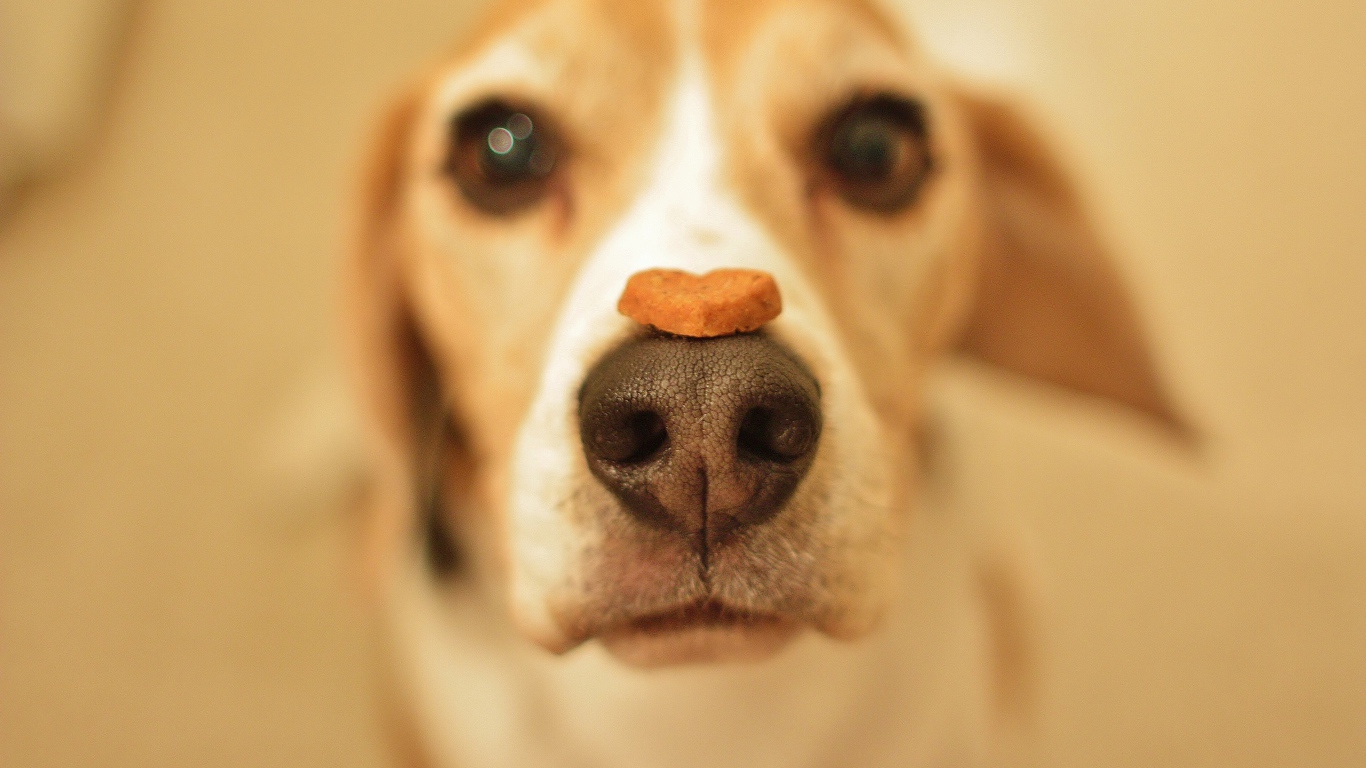 Beagle dog with a treat on his nose