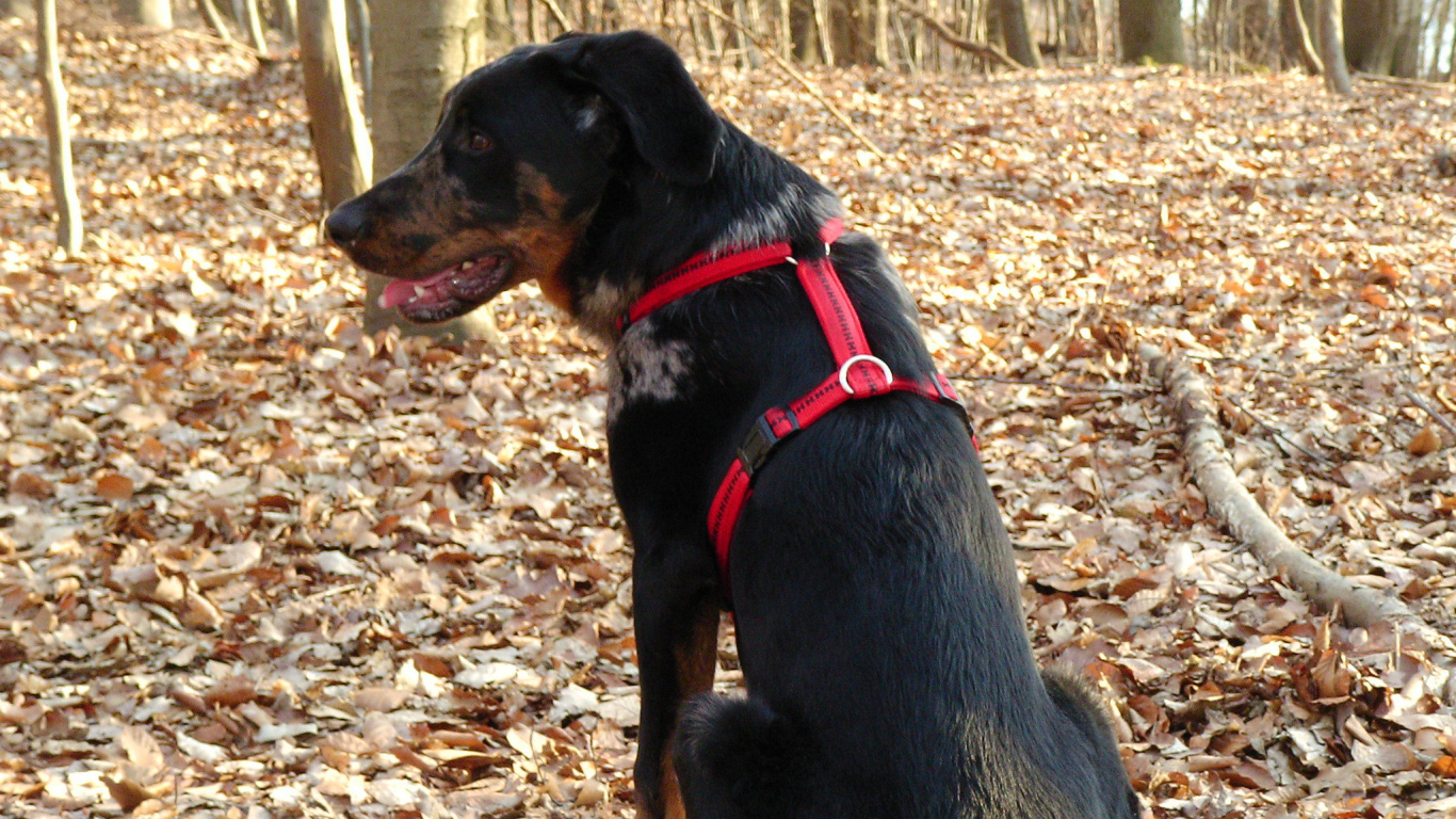 Босерон в осеннем лесу