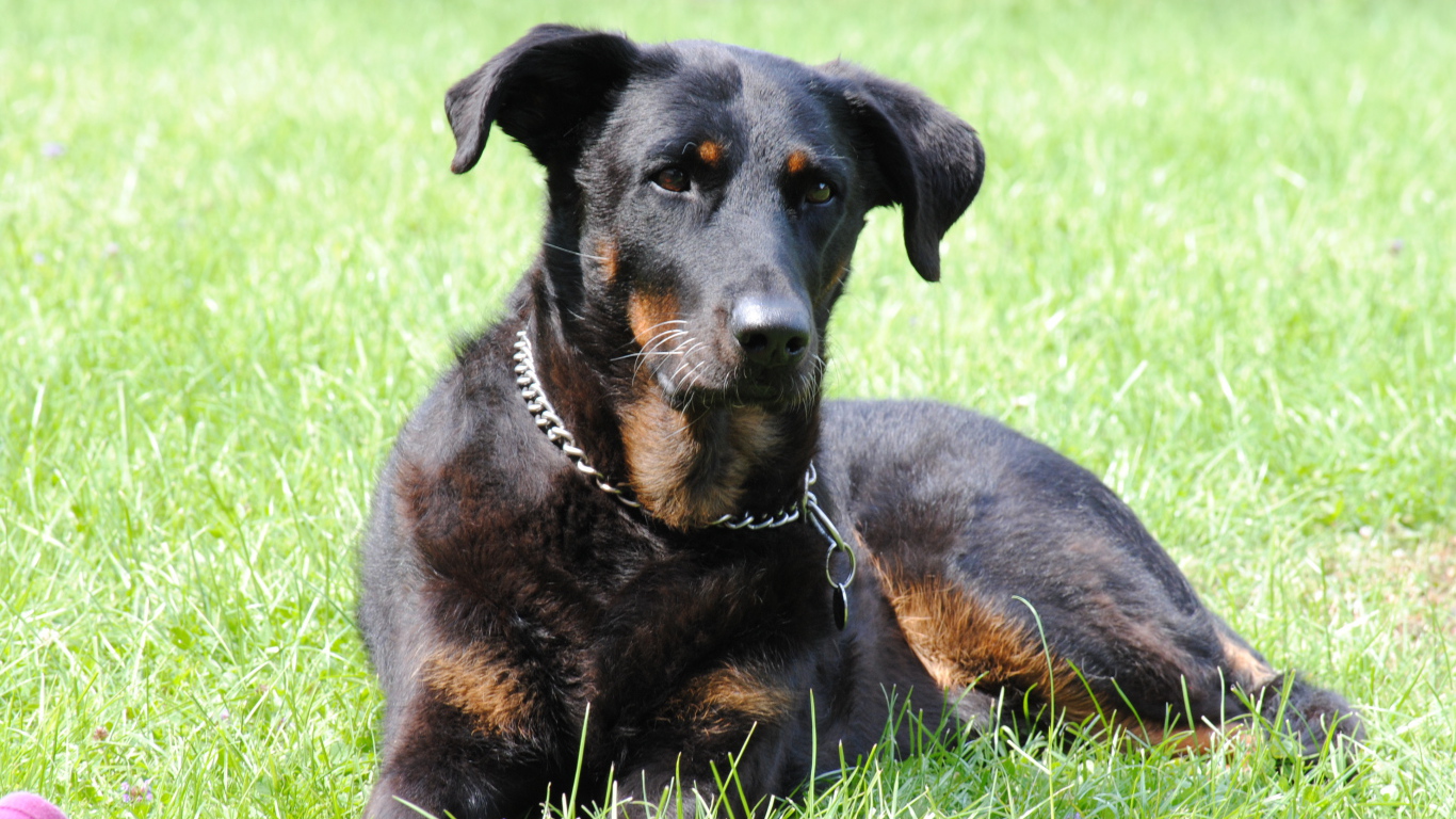 Красивый босерон лежит во дворе дома