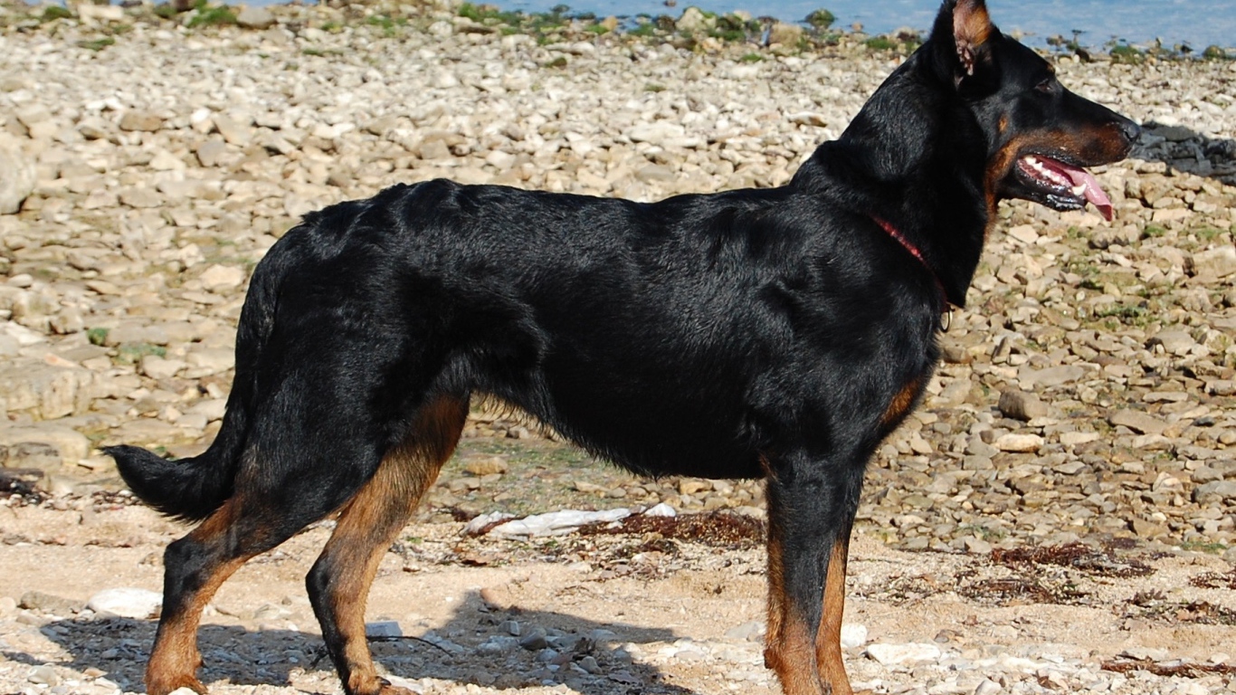 Босерон стоит на каменистом берегу