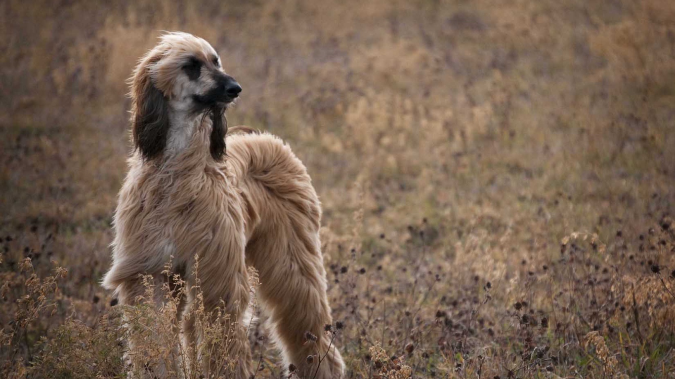 Красивая афганская борзая на природе