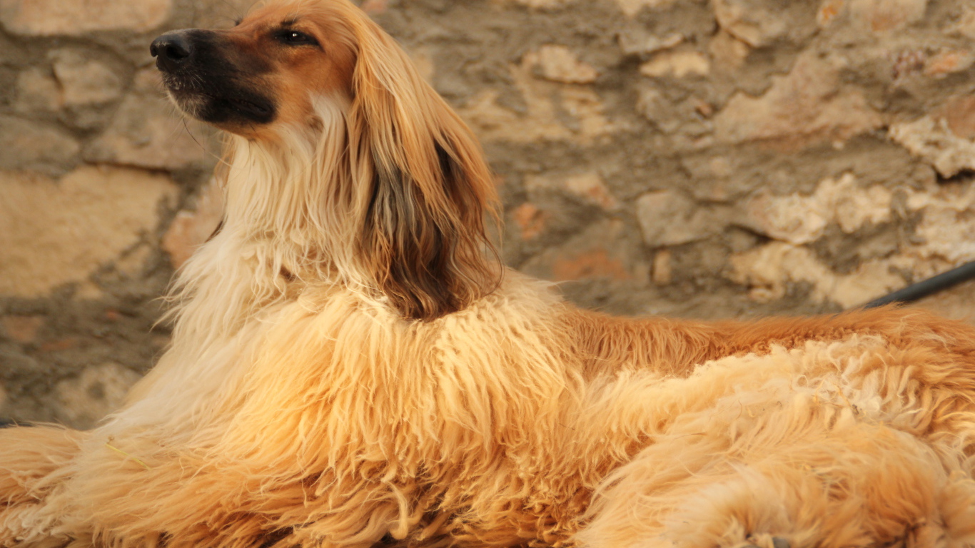 Красивая афганская борзая лежит на полу