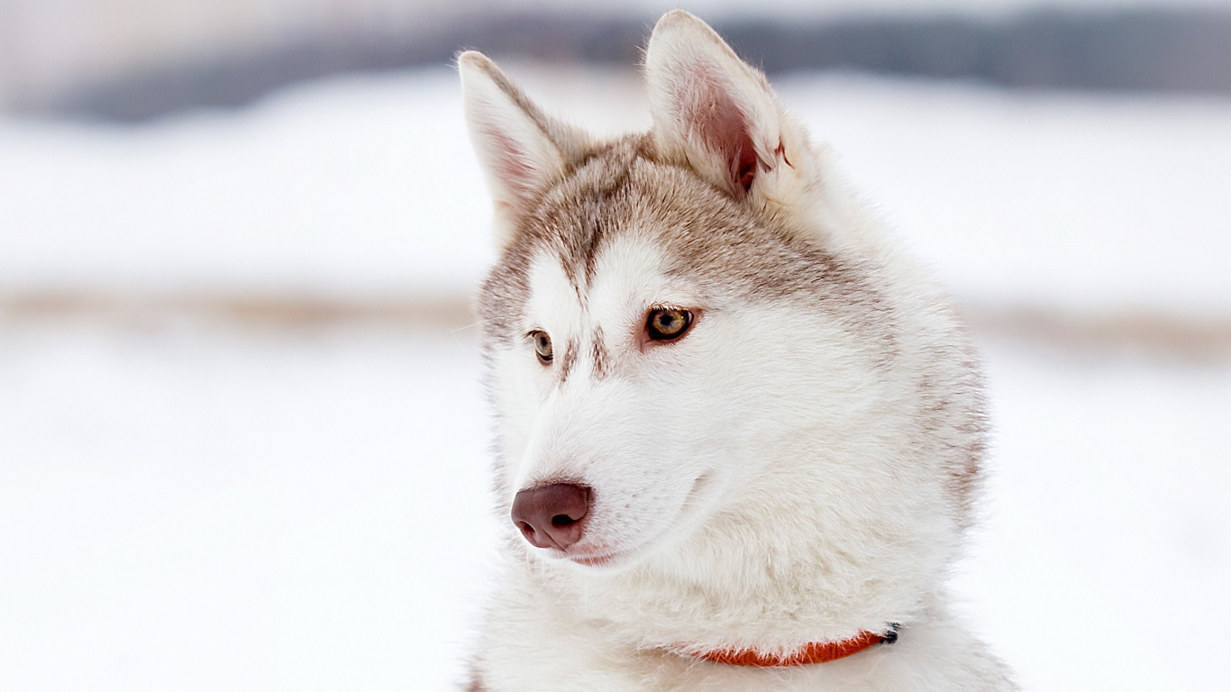 Красивый аляскинский маламут светлого окраса