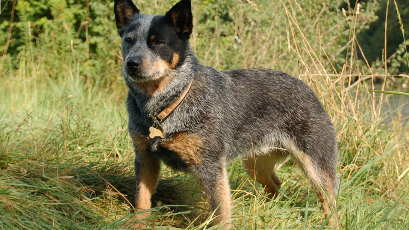 Красивая австралийская пастушья собака