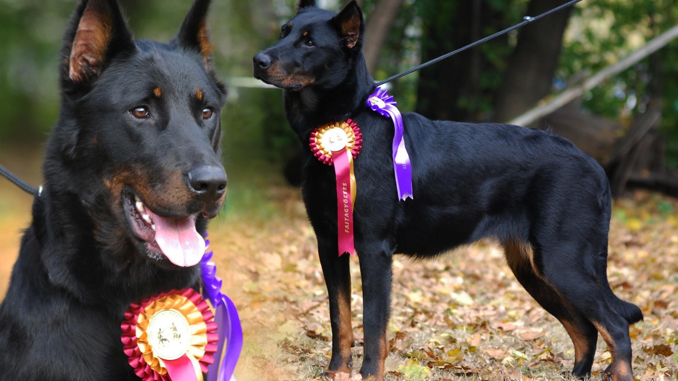 Красивый босерон  и его награды