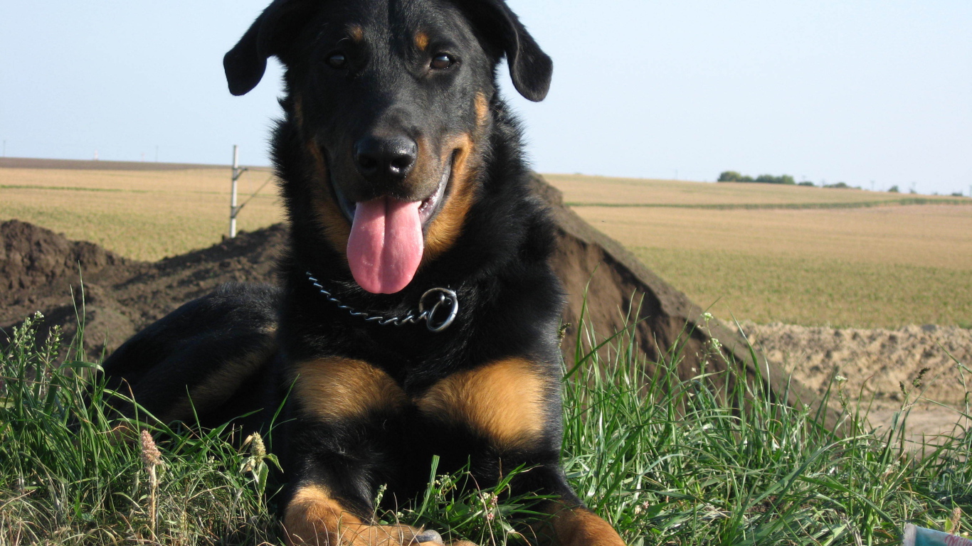 Красивый босерон лежит на фоне поля