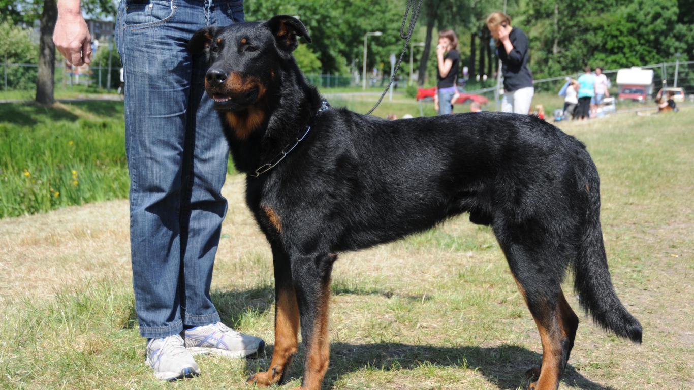 Красивый босерон и его хозяин