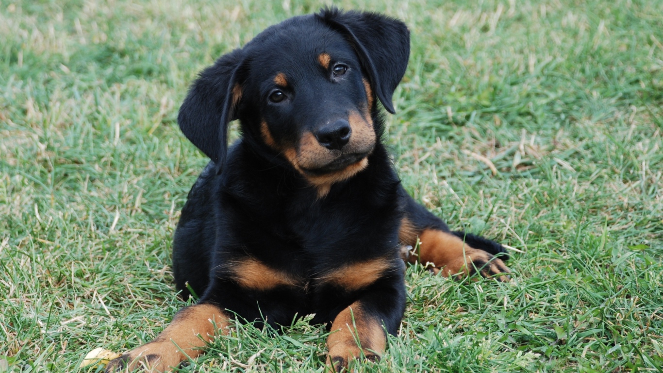 Красивый щенок босерона лежит на лужайке