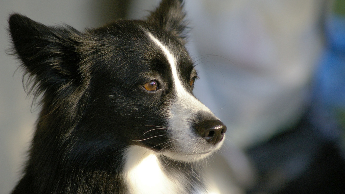 Красивая бордер-колли