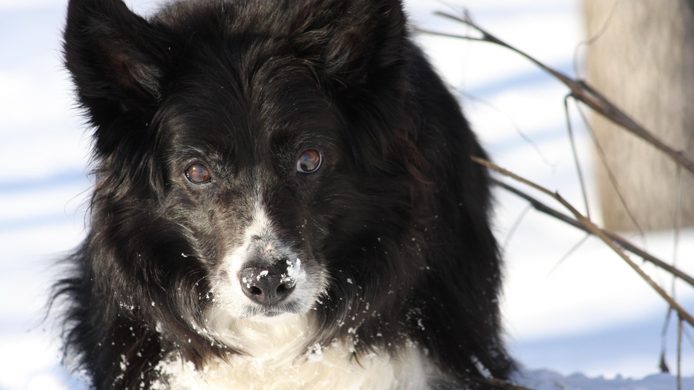 Красивая бордер-колли стоит в сугробе