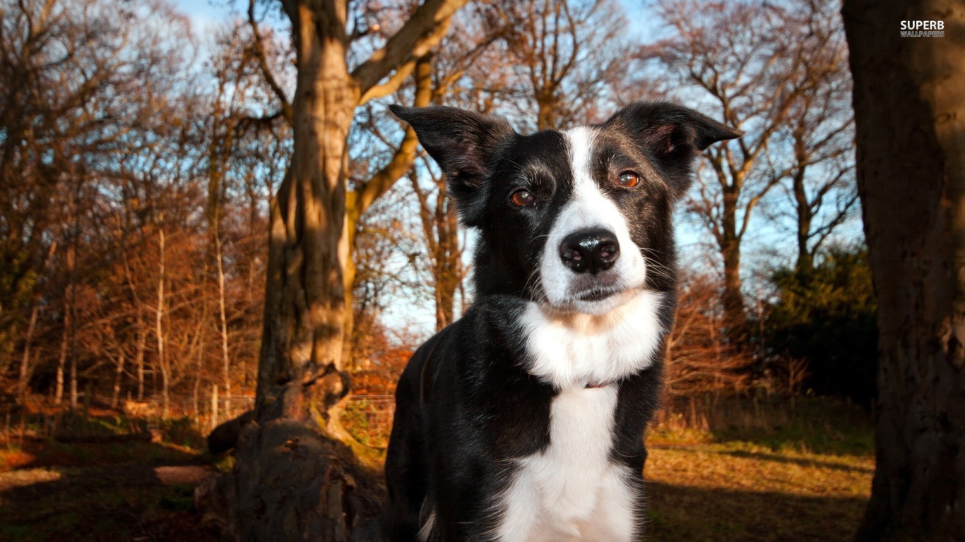 Красивая бордер-колли гуляет в лесу