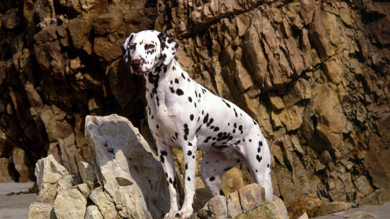 Красивый далматин на скалах