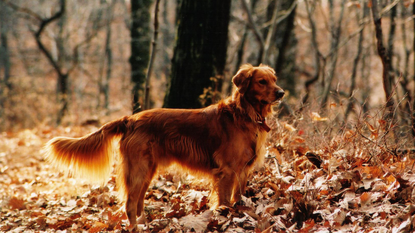 Красивый золотой терьер в лесу