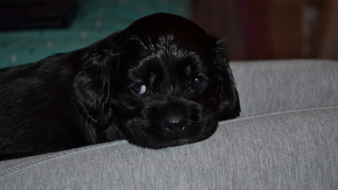 Красивый щенок американского кокер-спаниеля