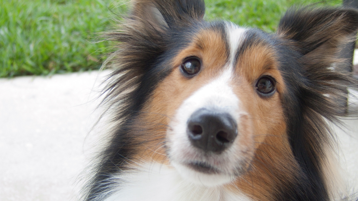 Красивая собака породы шелти